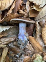 Thaxterogaster purpurascens