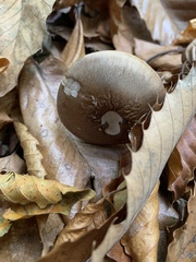 Thaxterogaster purpurascens