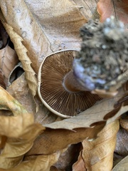 Thaxterogaster purpurascens