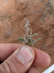 Oreocarya suffruticosa