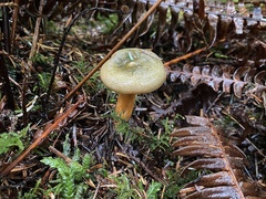 Lactarius aurantiosordidus