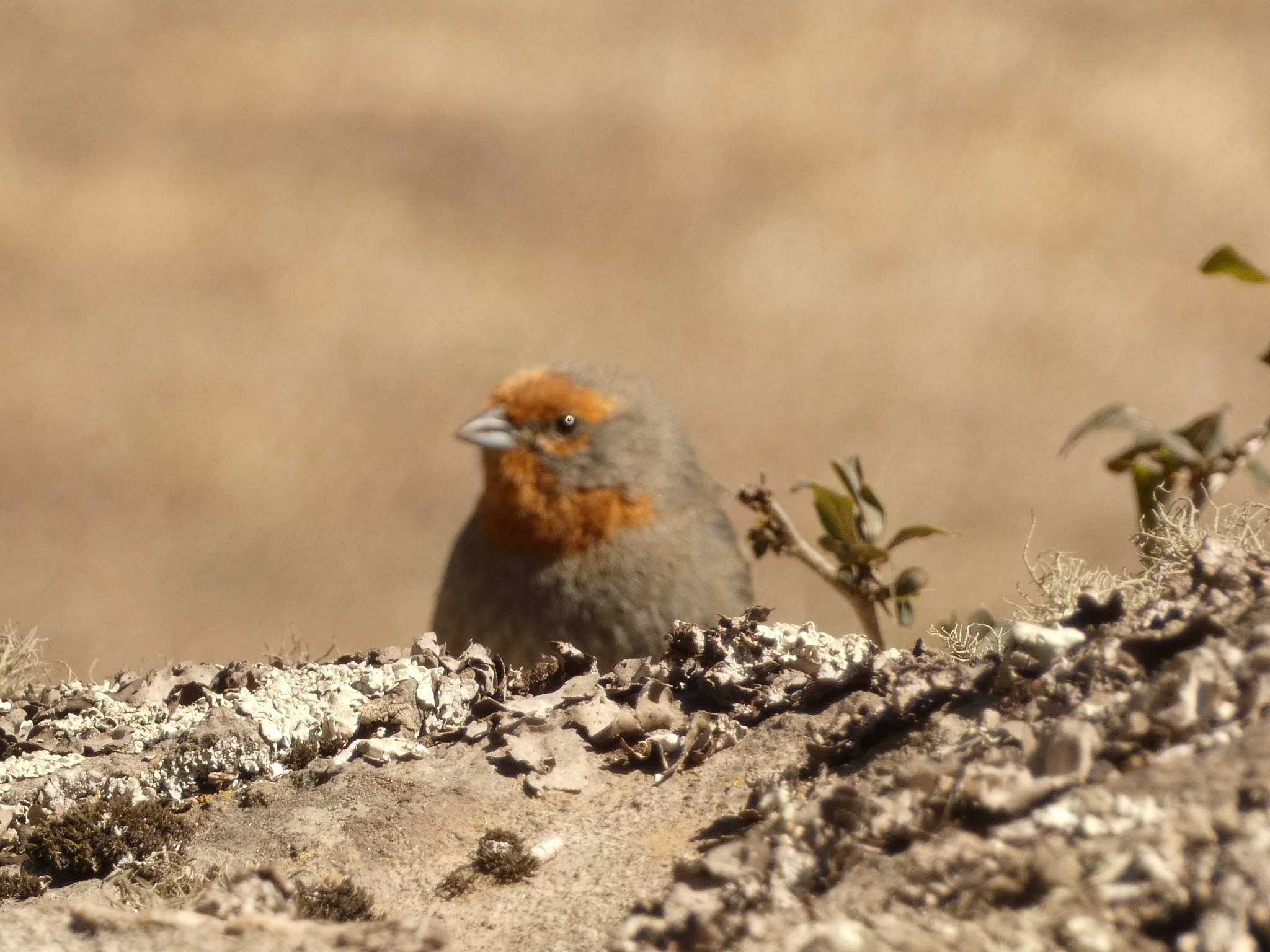 Tucuman Mountain Finch illustration