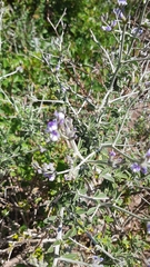 Psoralea hirta