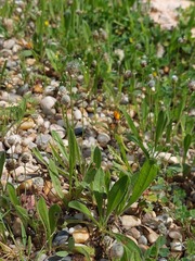 Plantago lagopus