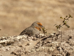 Poospiza baeri