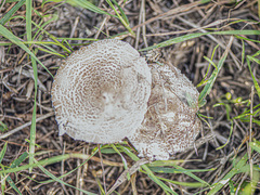 Lepiota brunneoincarnata