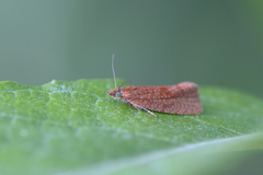 Celypha rufana