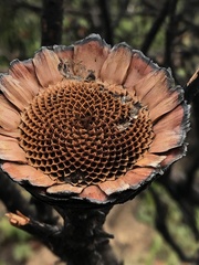 Protea