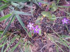 Raphionacme hirsuta