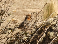 Poospiza baeri