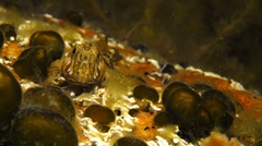 Lepidoblennius marmoratus