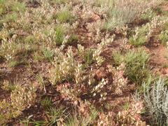 Searsia magalismontana magalismontana