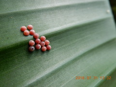 Erionota torus