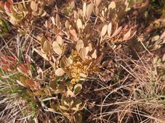 Searsia magalismontana magalismontana