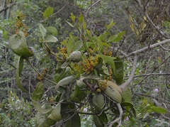 Phoradendron brachystachyum