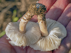 Lepiota brunneoincarnata