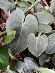 Philodendron gloriosum