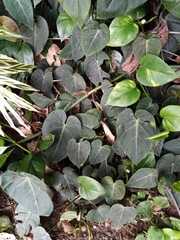 Philodendron gloriosum