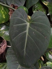 Philodendron gloriosum