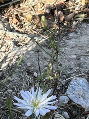 Malacothrix saxatilis