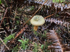 Lactarius aurantiosordidus