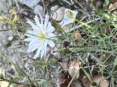 Malacothrix saxatilis