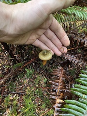 Lactarius aurantiosordidus