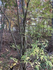 Celtis occidentalis