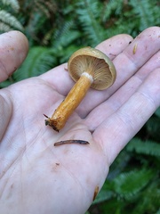 Lactarius aurantiosordidus