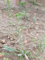 Linum strictum