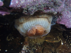 Diadumenidae