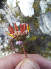 Ursinia dentata