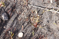 Utricularia bisquamata