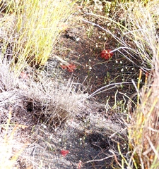 Drosera aliciae