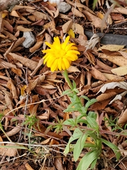 Calendula officinalis