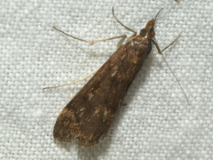 Achyra affinitalis