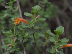 Clinopodium tomentosum
