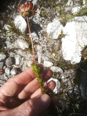 Ursinia dentata