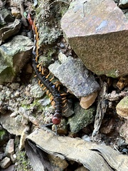 Cormocephalus westwoodi