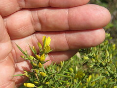 Ulex parviflorus