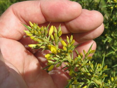 Ulex parviflorus