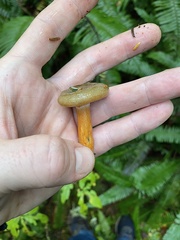 Lactarius aurantiosordidus