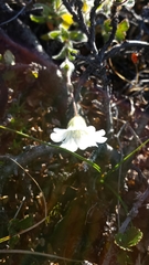 Cerastium alpinum