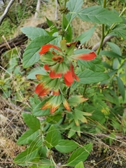 Castilleja coccinea