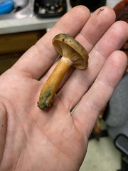Lactarius aurantiosordidus