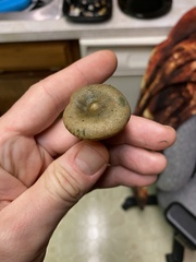 Lactarius aurantiosordidus