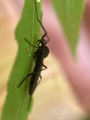 Penthetria heteroptera