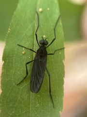 Penthetria heteroptera