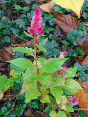 Celosia