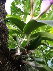 Cattleya trianae